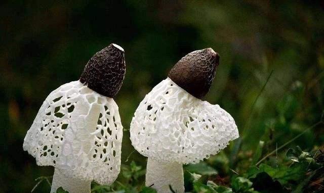 云南野生菌