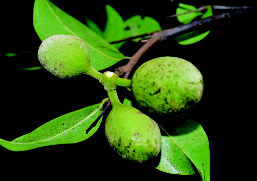 云南澄广花特写