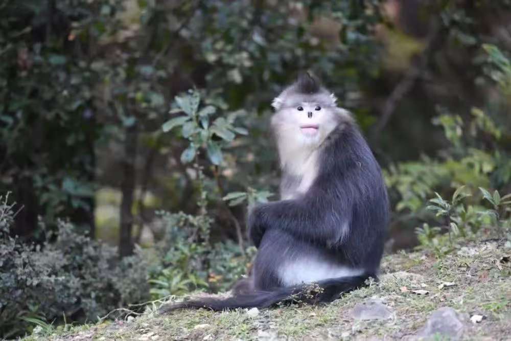 怒江金丝猴特写