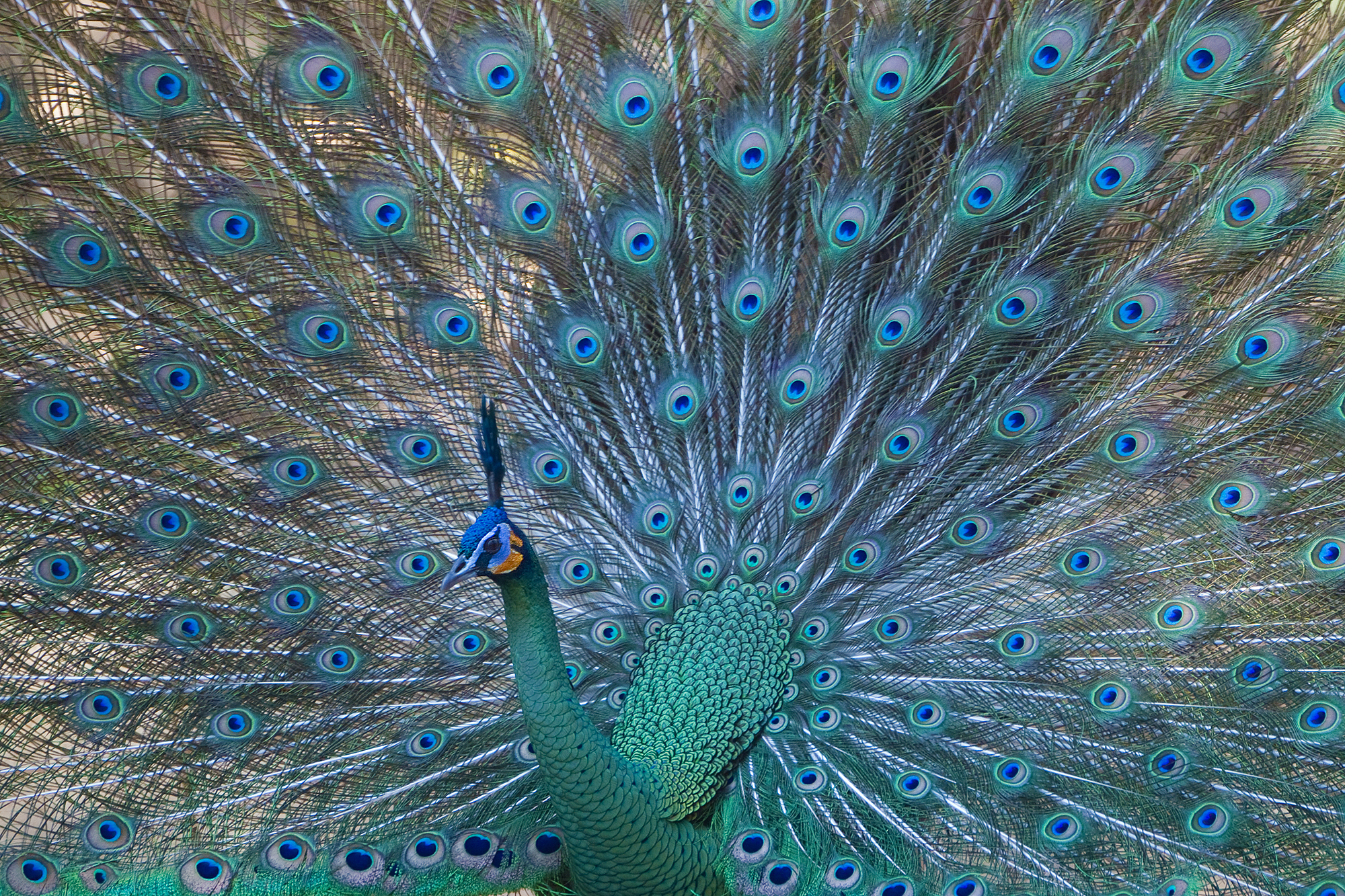 绿孔雀特写
